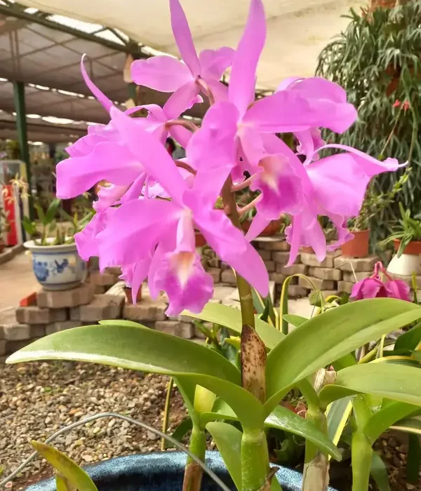 2023-09-17-costa-rica-Cartago-Paraiso-Jardin-Lancester-007