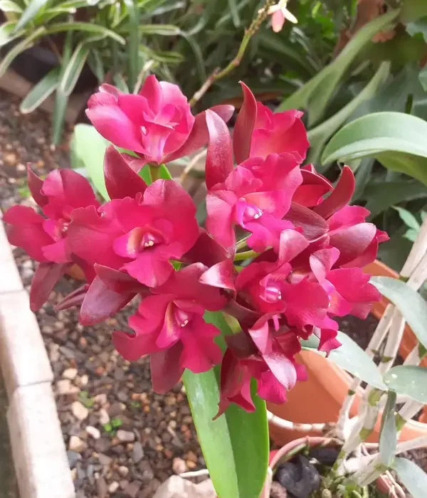 2023-09-17-costa-rica-Cartago-Paraiso-Jardin-Lancester-008