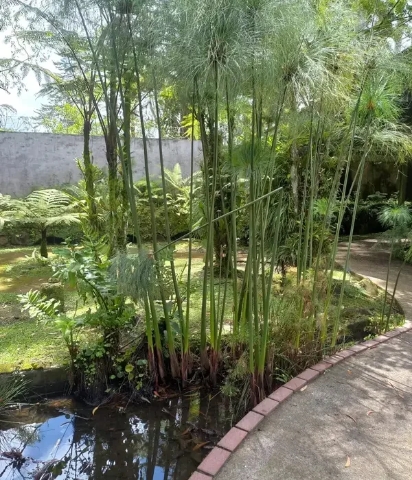 2023-09-17-costa-rica-Cartago-Paraiso-Jardin-Lancester-013