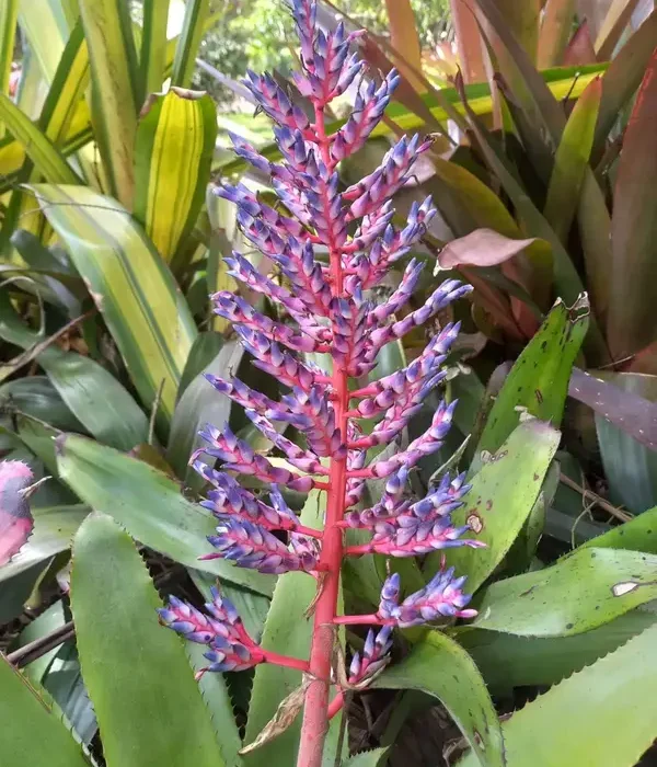 2023-09-17-costa-rica-Cartago-Paraiso-Jardin-Lancester-016